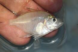 Image of Indian Glassy Fish