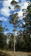 Imagem de Eucalyptus robusta Sm.