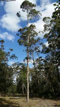 Imagem de Eucalyptus robusta Sm.