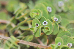 Imagem de Euphorbia amplexicaulis Hook. fil.