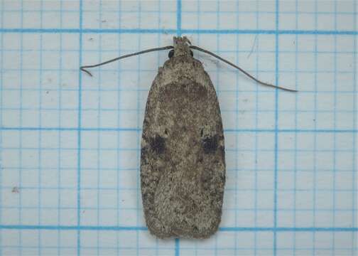 Image of Agonopterix propinquella Treitschke 1835