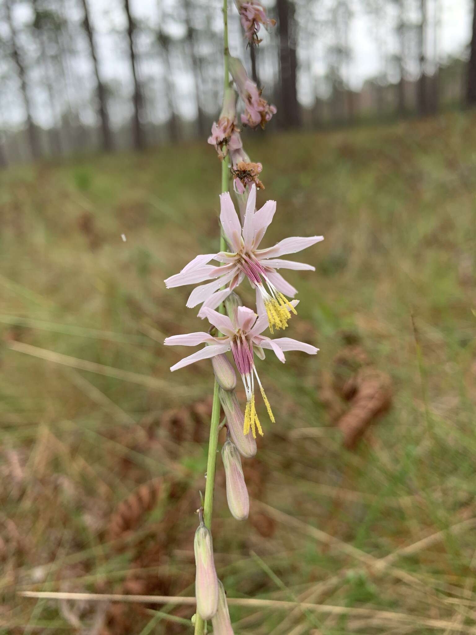 Image de Nabalus autumnalis (Walt.) Weakley