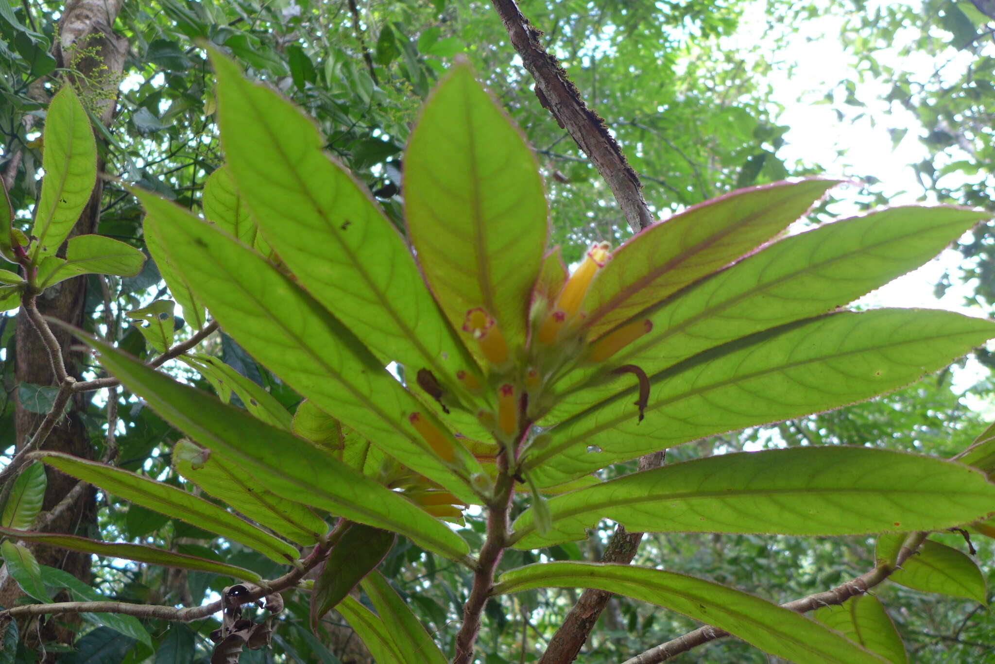 Image of Columnea polyantha (Wiehler) L. E. Skog