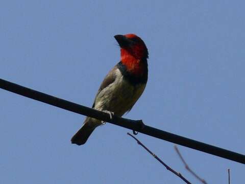 صورة Lybius torquatus torquatus (Dumont 1805)