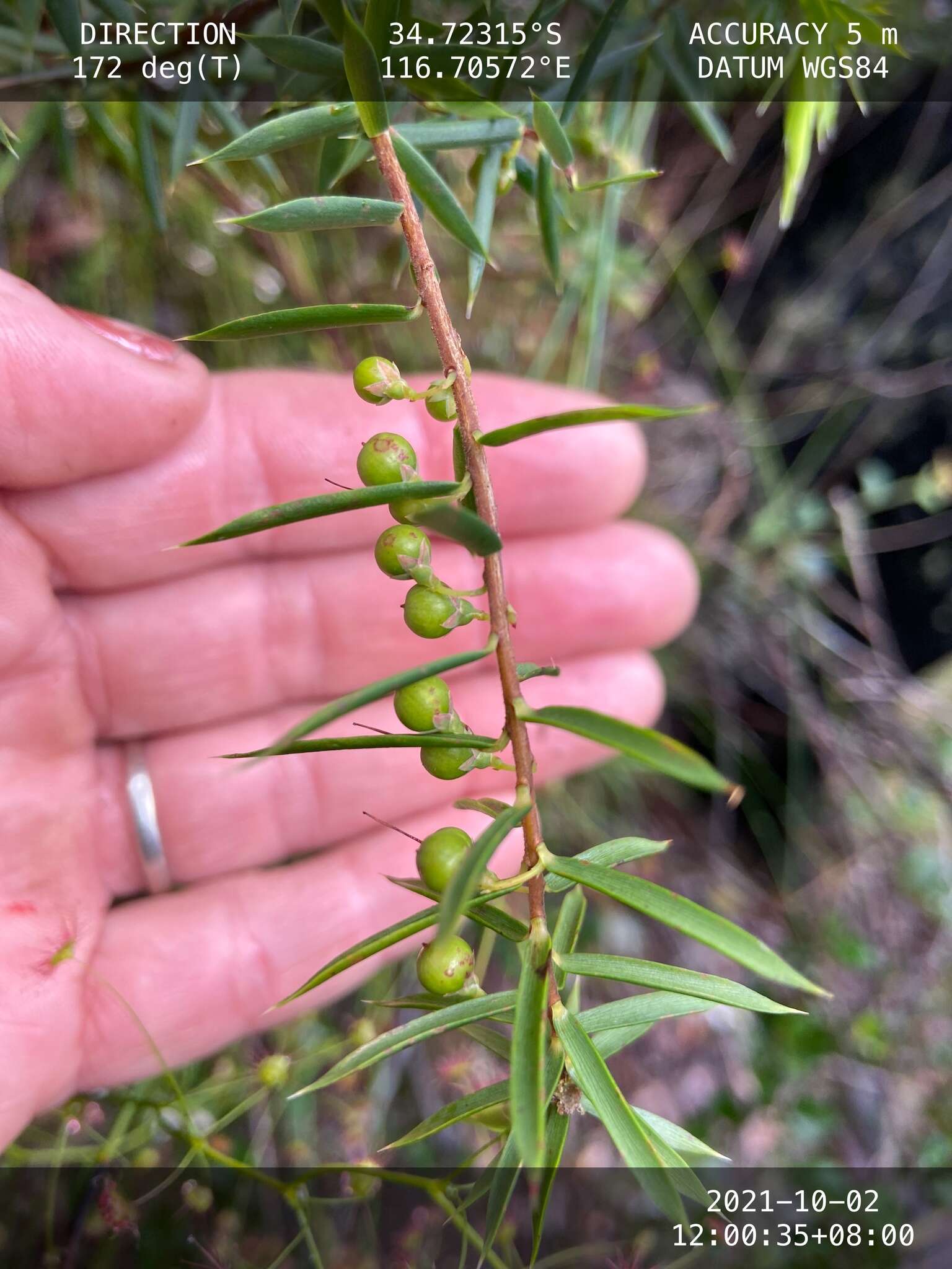 Image de Leucopogon propinquus R. Br.