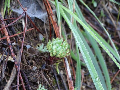 Image of Petrosedum forsterianum (Sm.) V. Grulich