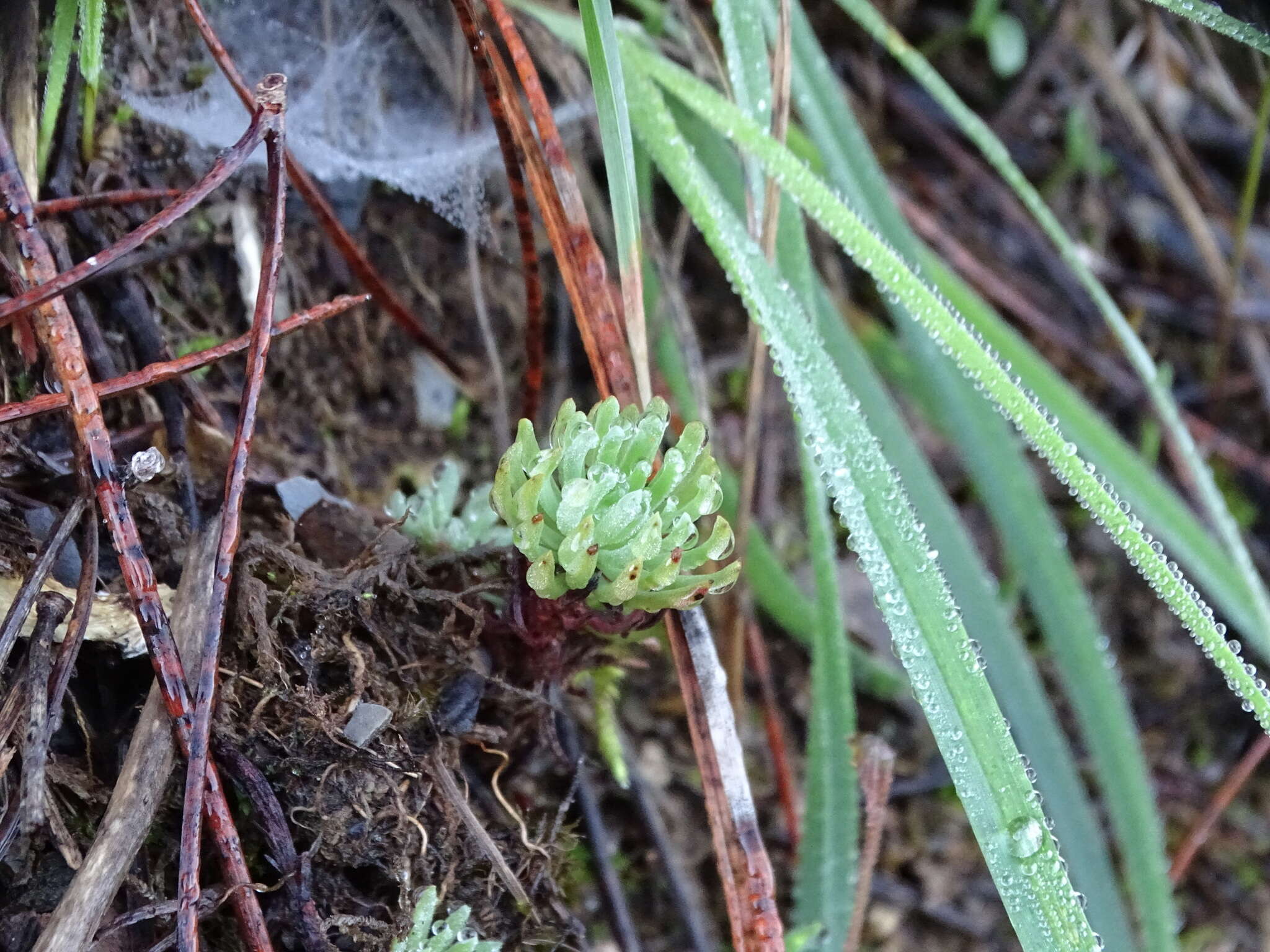 Слика од Petrosedum forsterianum (Sm.) V. Grulich