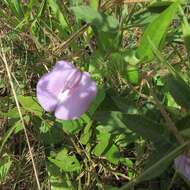 Plancia ëd Centrosema virginianum (L.) Benth.