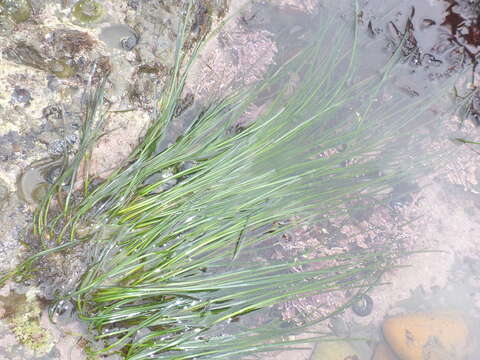 Image of Torrey's surfgrass