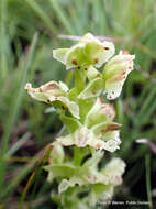 Image of Pterygodium hastatum Bolus