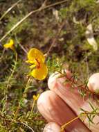 Image of Dillwynia trichopoda (Blakely) Jobson & P. H. Weston