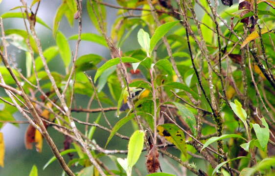 Image of Brown-capped Redstart