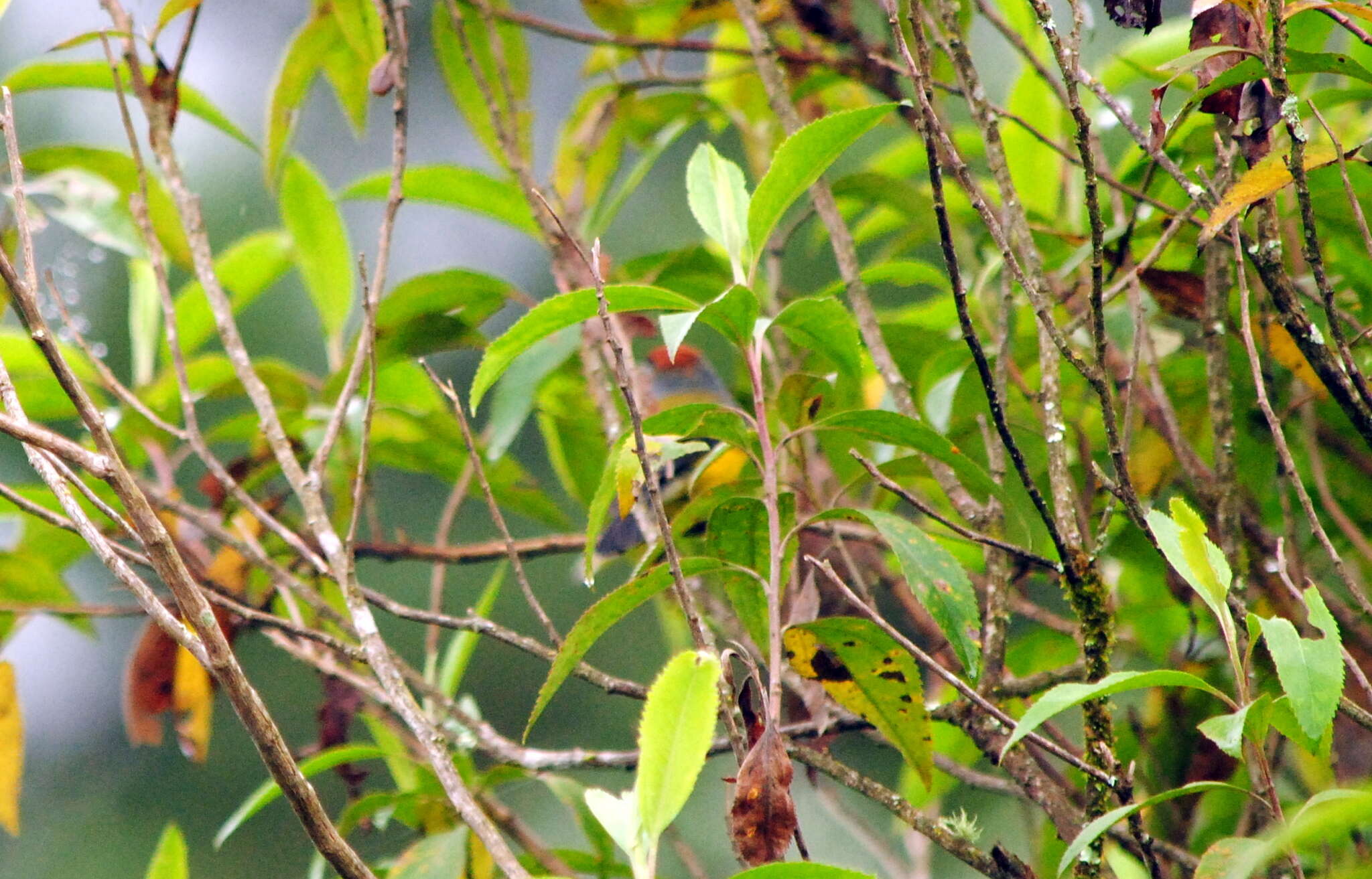 Слика од Myioborus brunniceps (d'Orbigny & Lafresnaye 1837)