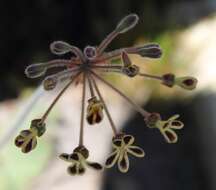 Image of Pelargonium lobatum (Burm. fil.) L'Her.