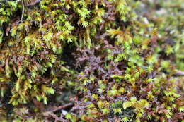 Image of Tamarisk Scalewort