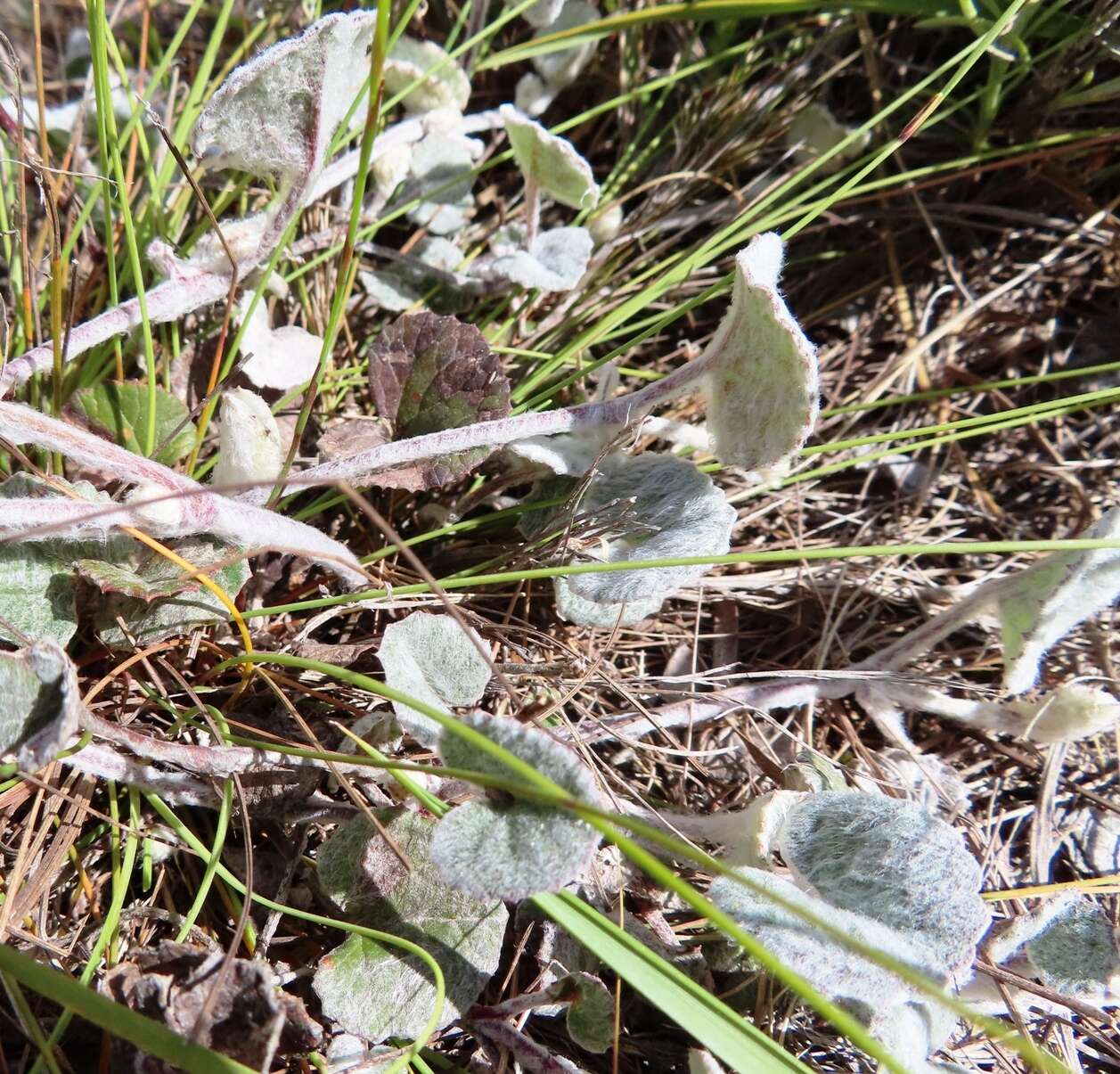 Image of Centella eriantha (Rich.) Drude