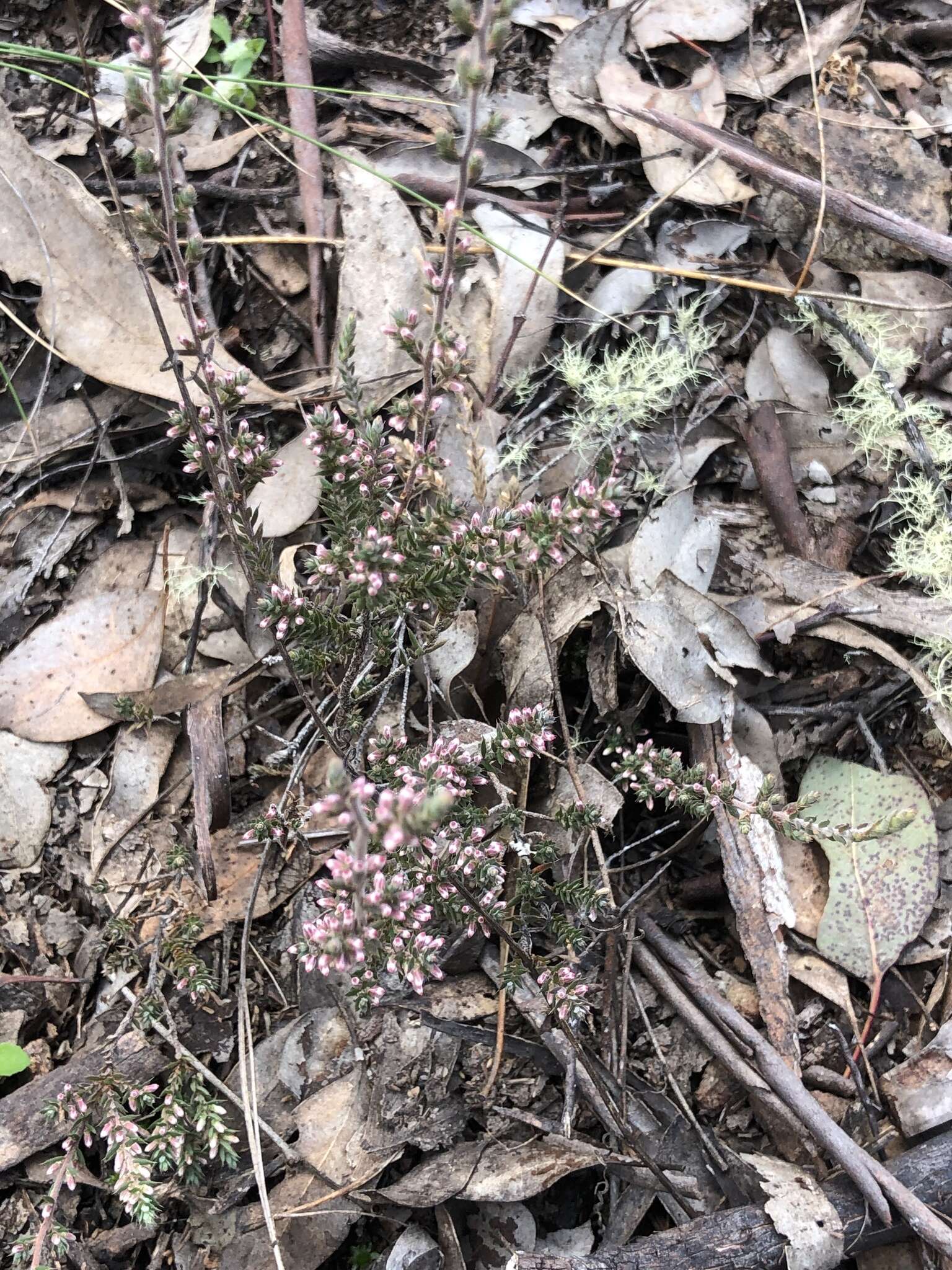 Imagem de Leucopogon attenuatus A. Cunn.