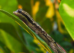 Image of Anolis lyra Poe, Velasco, Miyata & Williams 2009