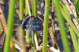 Zenithoptera Selys 1869 resmi