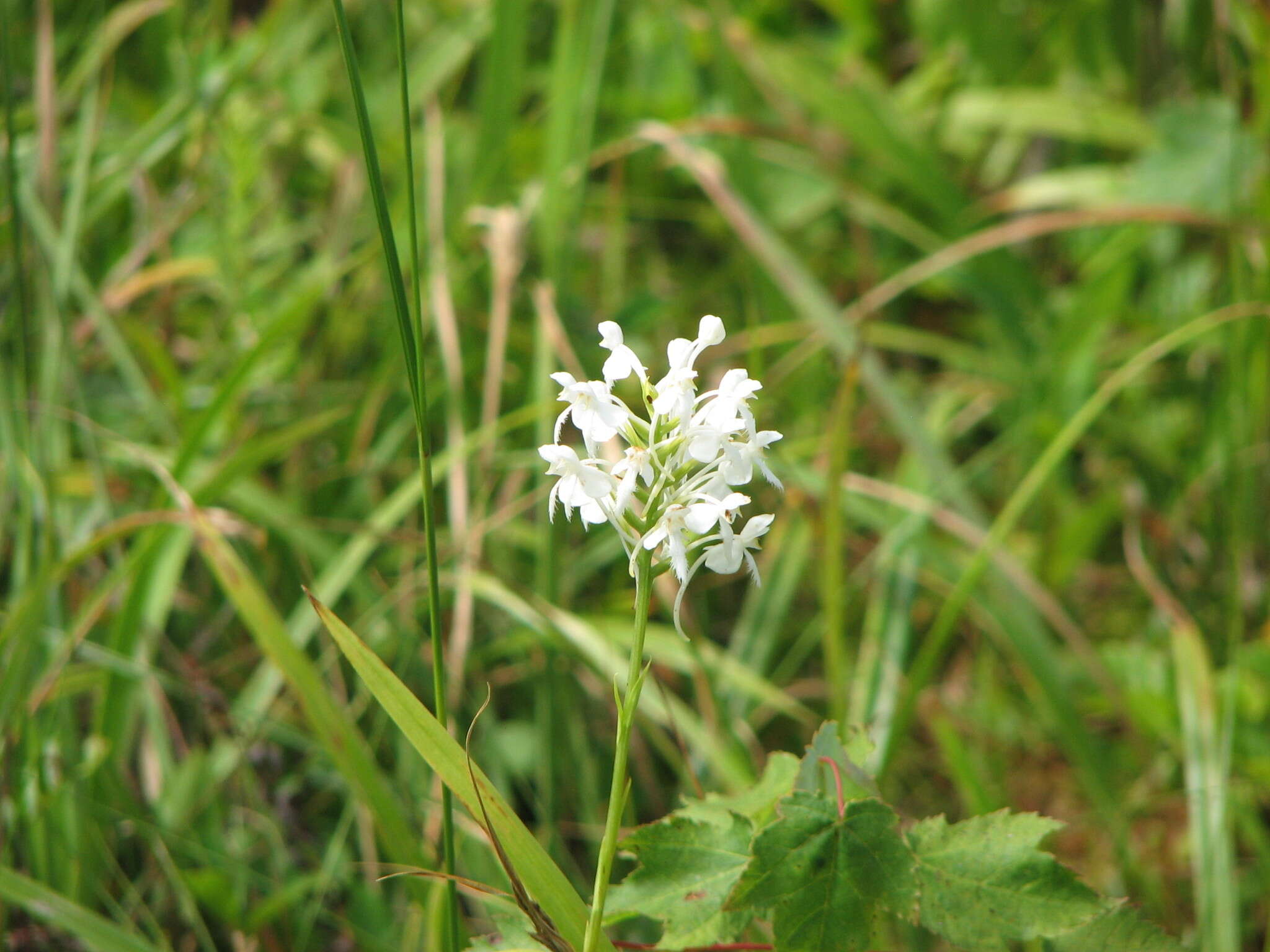 Image de Platanthera blephariglottis (Willd.) Lindl.