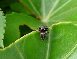 Image of Evarcha selenaria Suguro & Yahata 2012