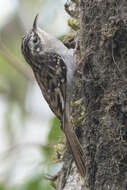 Image of Brown-throated Treecreeper