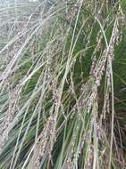 Image of Carex secta Boott