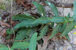 Image de Silphium asteriscus var. simpsonii (Greene) J. A. Clevinger