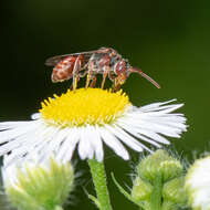 Image of Nomada articulata Smith 1854