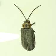 Plancia ëd Tricholochmaea punctipennis (Mannerheim 1843)