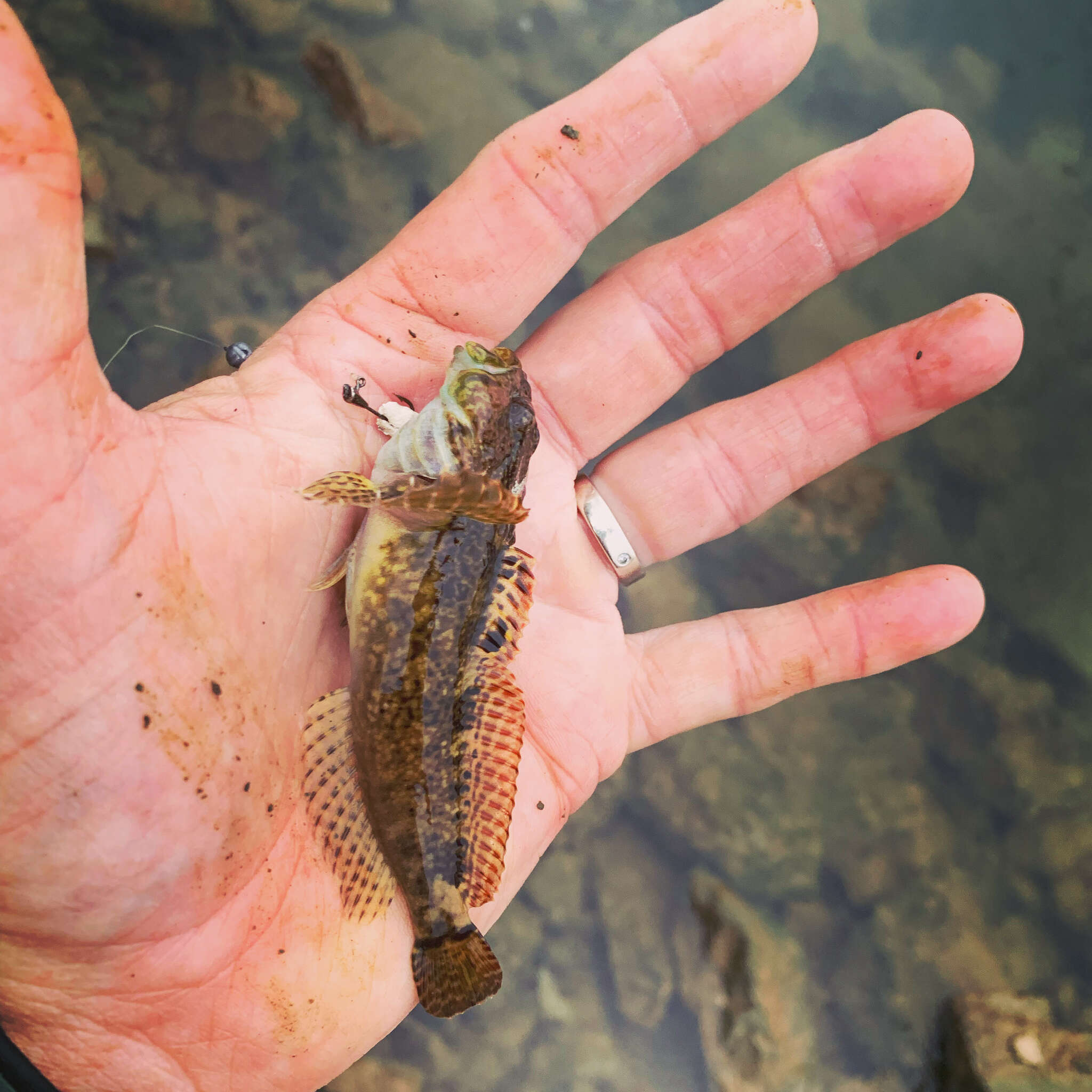 Imagem de Cottus immaculatus Kinziger & Wood 2010