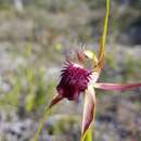 Image of Grand spider orchid