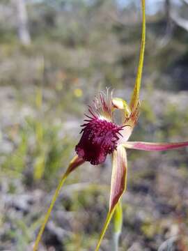 Image of Grand spider orchid