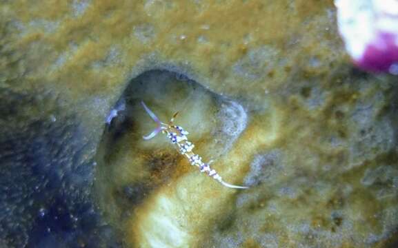 Image of White tipped red and white slug