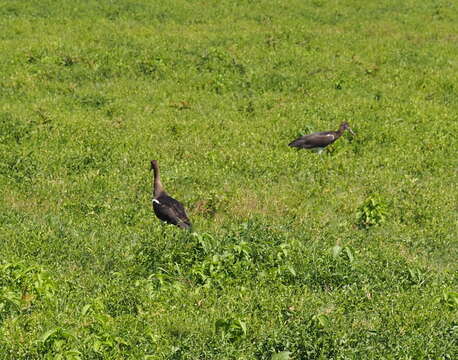 Image of Abdim's Stork