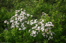 Photinia floribunda (Lindl.) K. R. Robertson & J. B. Phipps的圖片