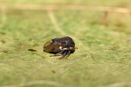 Image of Treehopper