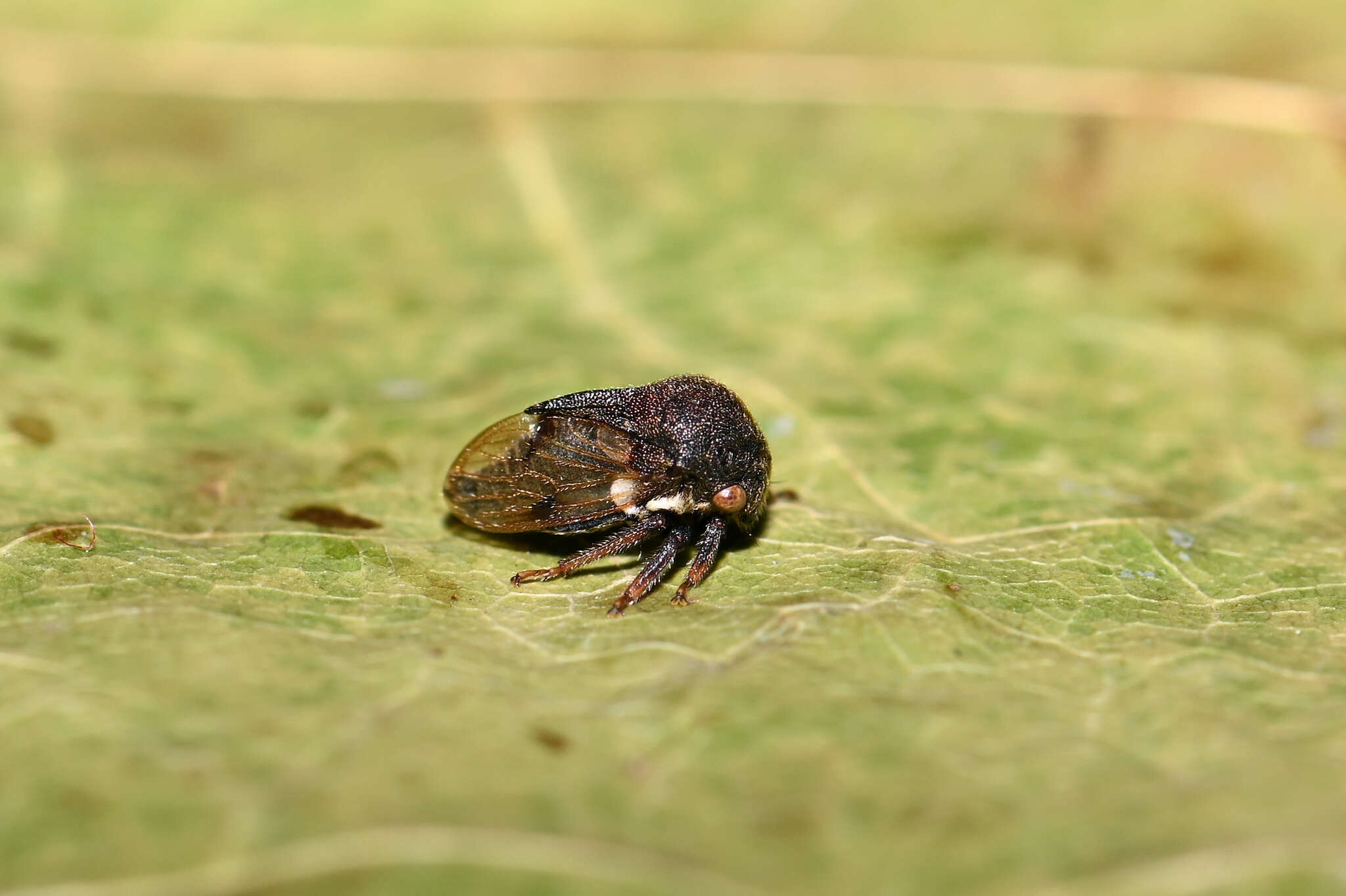 Image of Treehopper