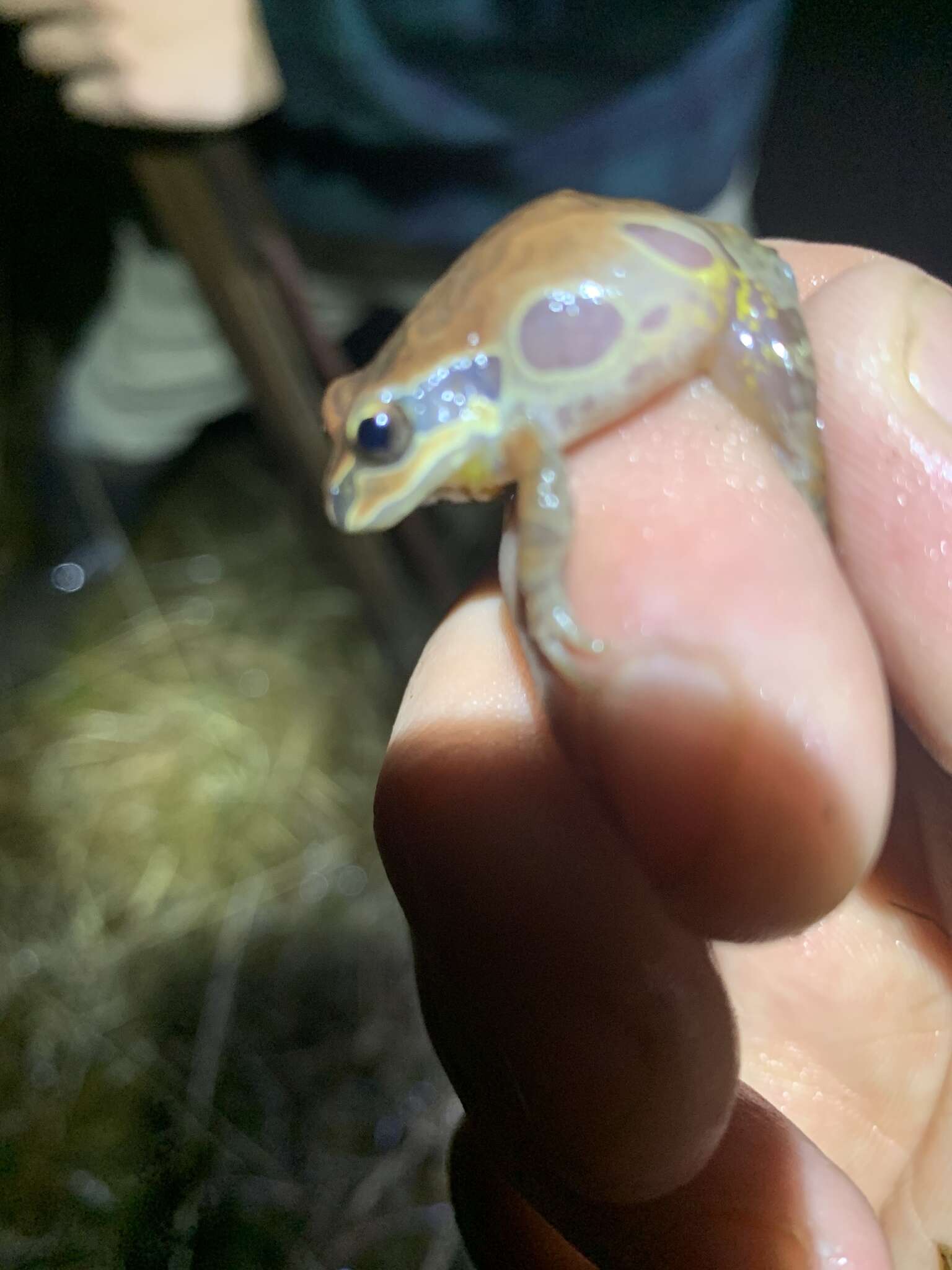 Image of Ornate Chorus Frog