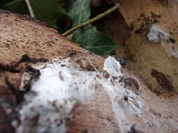 Image of Porcellio monticola Lereboullet 1853