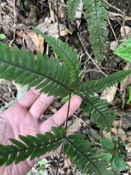 Imagem de Pteris aspericaulis Wall. ex Ag.