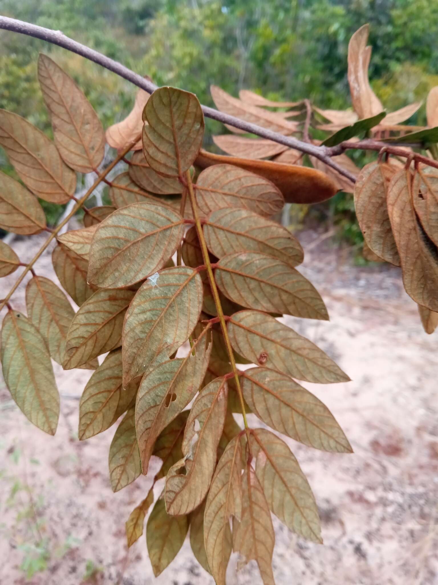 Слика од Millettia aurea (R. Vig.) Du Puy & Labat