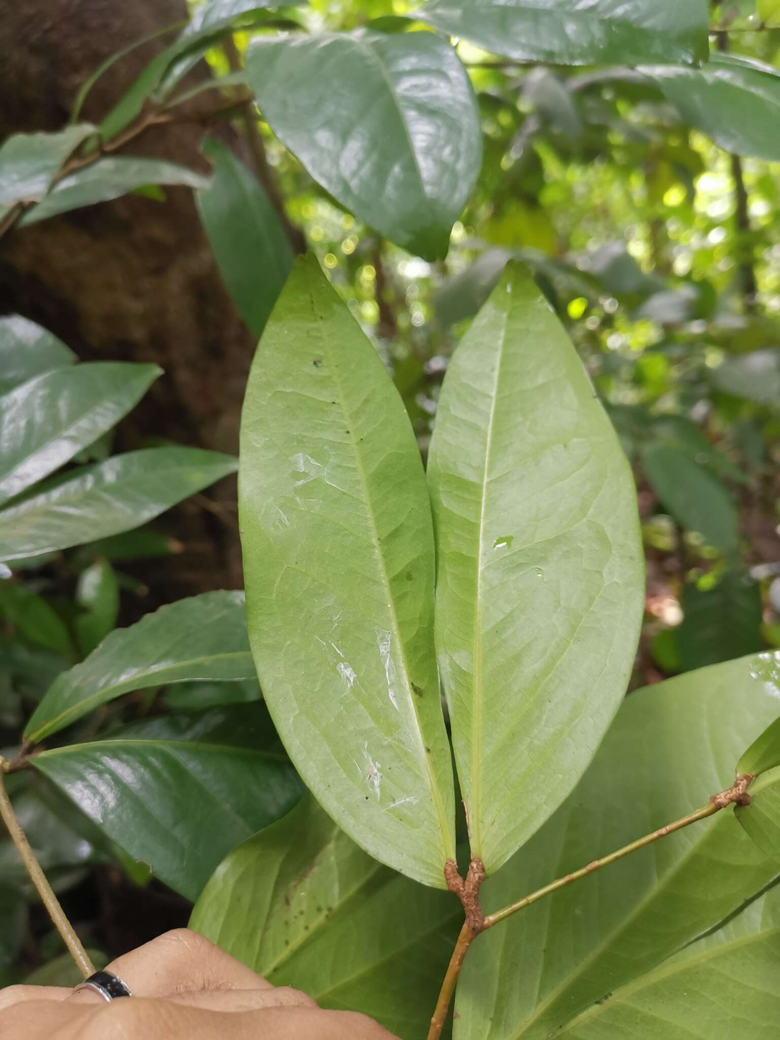 Imagem de Cynometra cauliflora L.