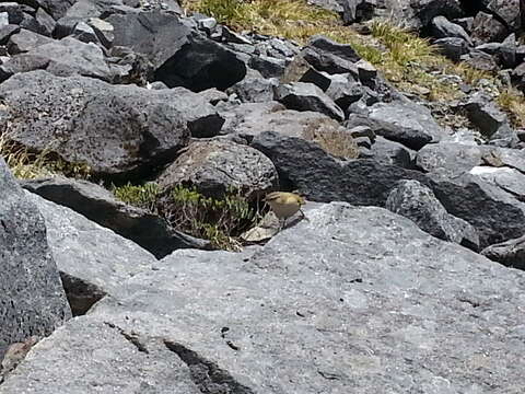 Image of New Zealand Wrens