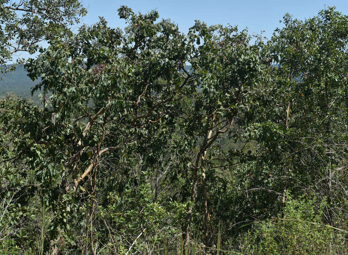 Image of Corymbia peltata (Benth.) K. D. Hill & L. A. S. Johnson