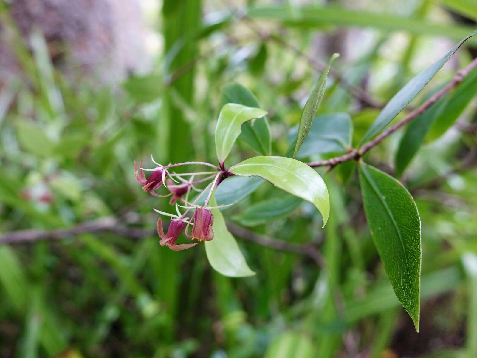 Sivun Pittosporum cornifolium A. Cunn. kuva