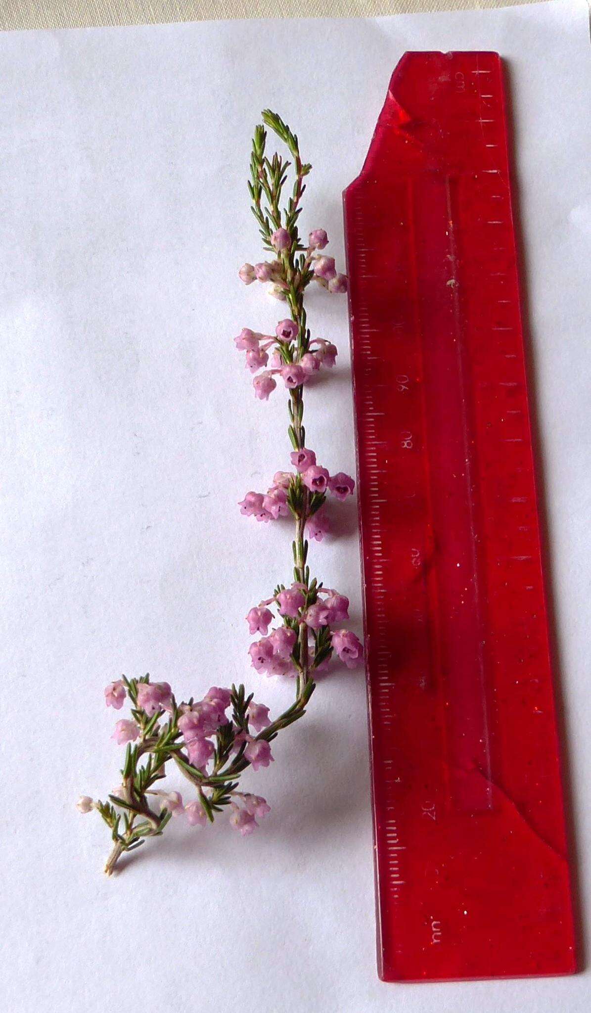 Image of Erica selaginifolia Salisb.