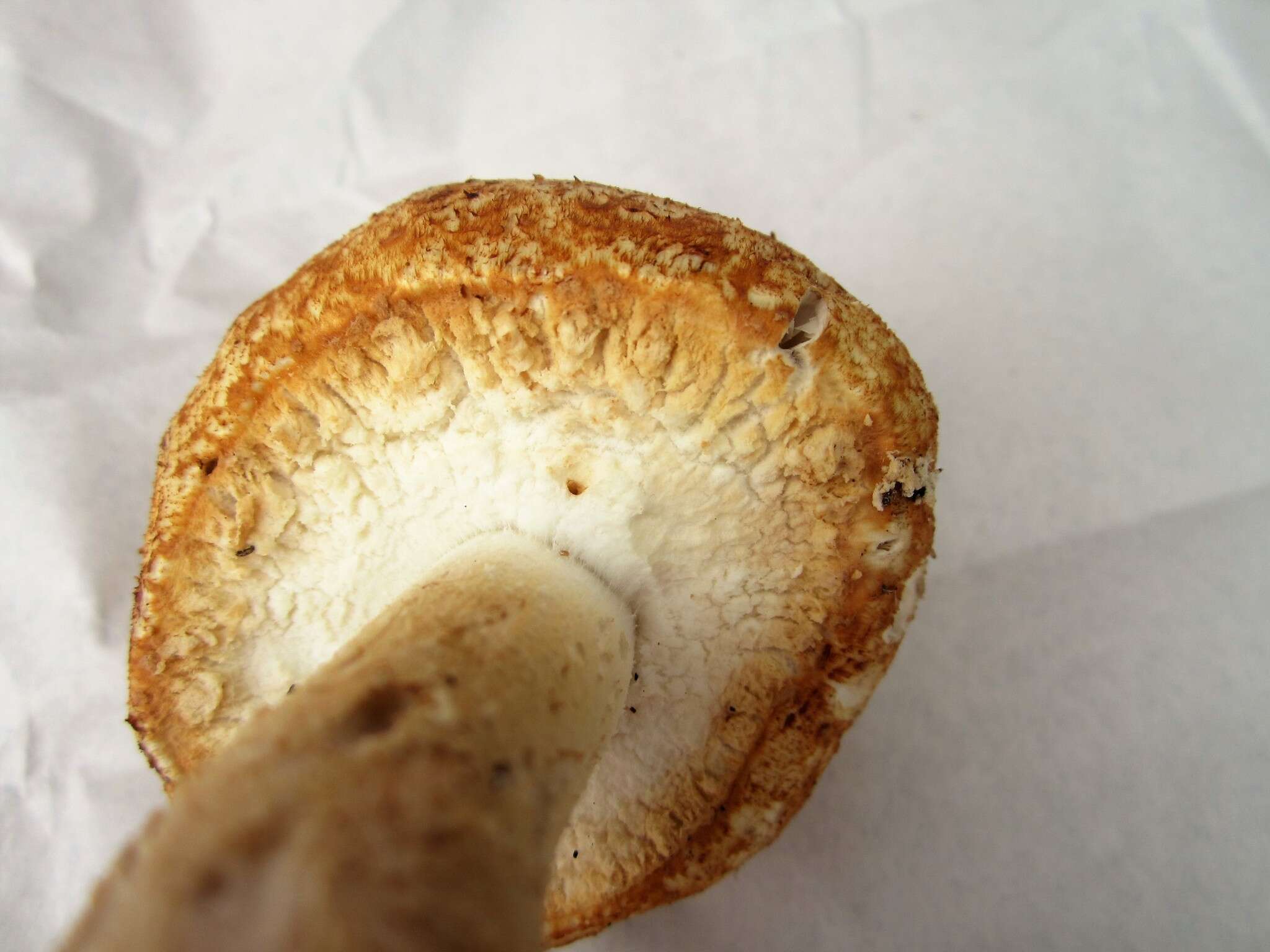 Image of Agaricus nanaugustus Kerrigan 2016