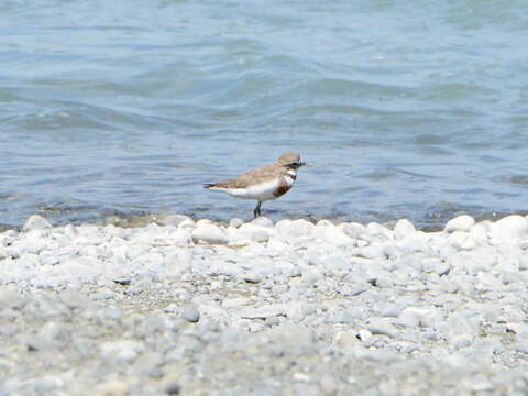 Charadrius bicinctus bicinctus Jardine & Selby 1827 resmi