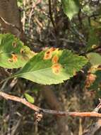 Image of river hawthorn